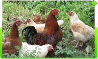 Organic fertilizer from chicken manure