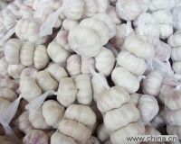 Quality Garlic with Low Price