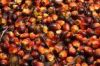 Crude Palm Oil, Refined Palm Oil, Palm Stearin, Corn Oil, Coconut Oil,