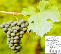 Grape Seed extract95%Proanthocyanidin