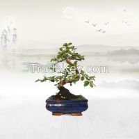 https://jp.tradekey.com/product_view/Carmona-Bonsai-Natural-Plant-8460594.html