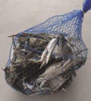 blue crabs