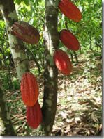 cocoa organic beans fermented