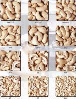 cashew nut