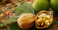 walnuts in shell of best quality from ukraine