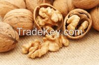 walnuts in shell of best quality