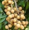 sale fresh longan from garden