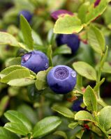 Blueberries