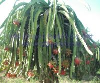 Vietnam dragon fruit