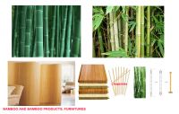 Bamboo