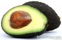 Hass Avocado