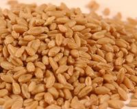 High Quality Wheat 