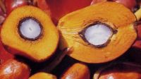 Crude Palm Oil and RBD Palm Olein