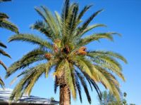 Canary Island Date Palm