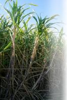 Biofertilizer for Sugarcane, Gluconacetobacter Diazotrophicus