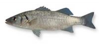 Sea Bass