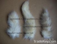 Canadian Raccoon Tails Bleached