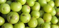 Organic Amla Fresh, frozen or dry