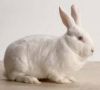New Zealand White Rabbit meat