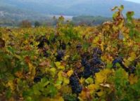 Vineyards in Bulgaria for sale