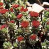 Rhodiola P.E