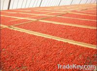 FOR SALE BEST GoJi extract