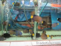 live tropical fish