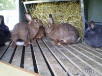 Rabbit Hutches