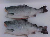 Salmon Coho HG Premium and Industrial