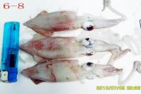 frozen loligo squid