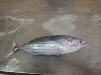 Frozen skipjack tuna (whole round)