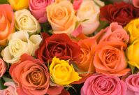 BEST VALUE ROSES & GERBERA FLOWERS