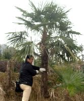 offer the trachycarpus fortunei