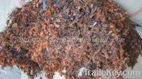 Brown Sargassum Seaweed