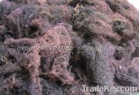 Dried gracilaria seaweed