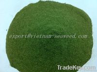 Ulva Lactuca Powder