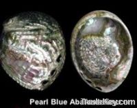 Pearl Blue Abalone