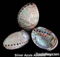 Silver Azule Abalone