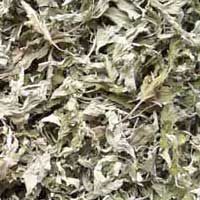Wormwood Herb