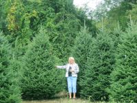 Live Wholesale Fraser Fir Christmas Trees