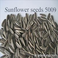 black sunflower seeds