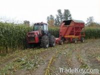 Corn Silage