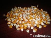 Haybrid Maize Seed