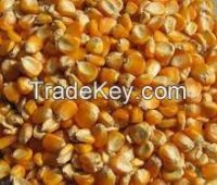 Yellow/White Corn/Maize/Corn Flour for Human and Animal consumption