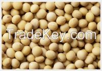 High Protein Soyabean Meal And Seeds