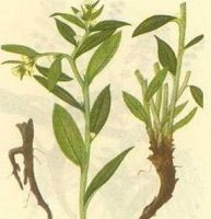 Gromwell Root Extract