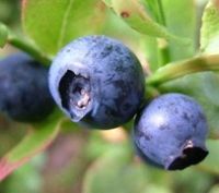 Bilberry Extract/anthocyanidins 25%