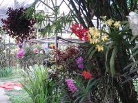 Chiangmai orchid&butterfly farm thailand for sale 687500 us$