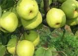 Pear Pulp