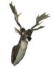 Animal Craft-Reindeer Head